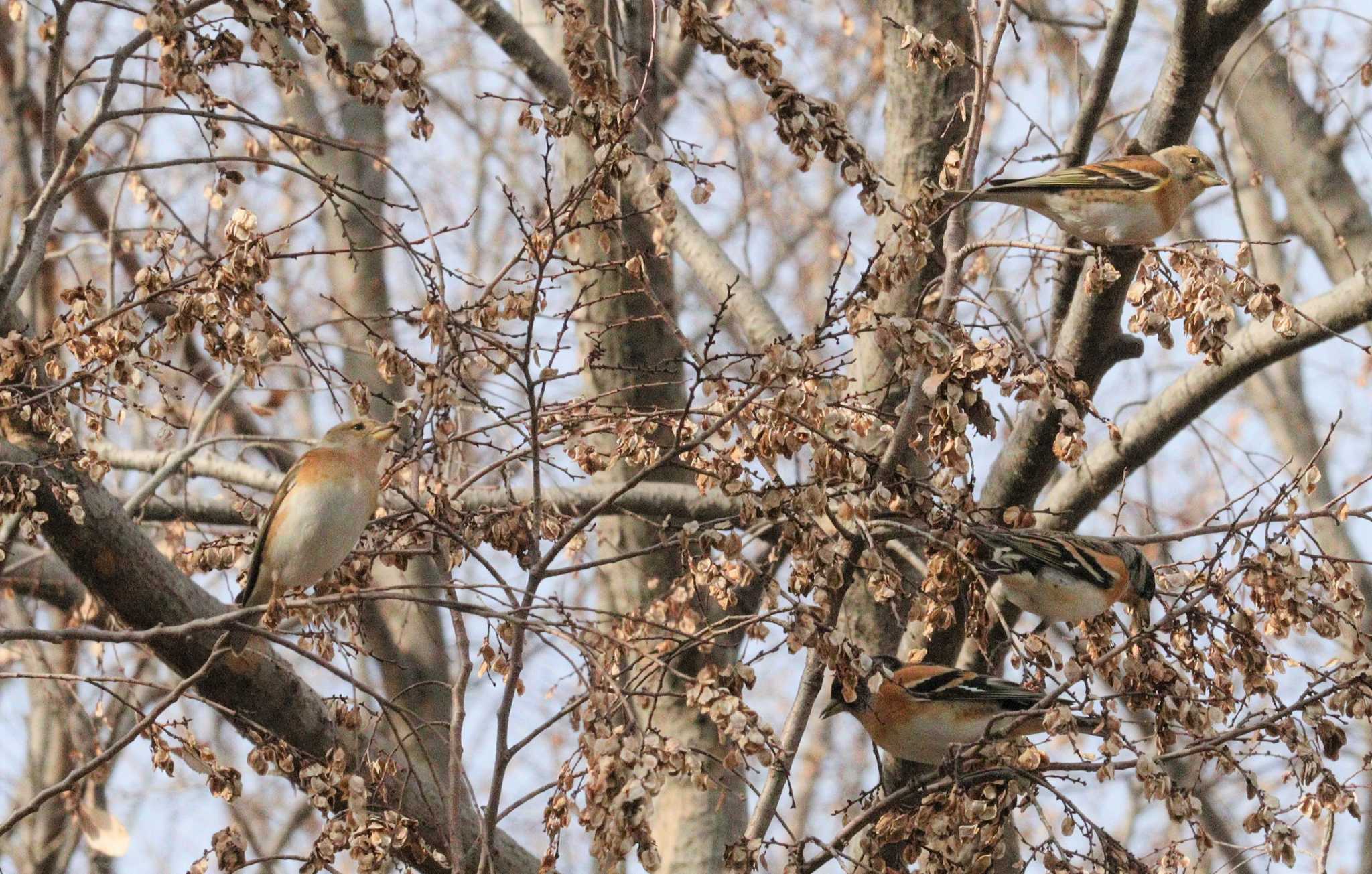 Brambling