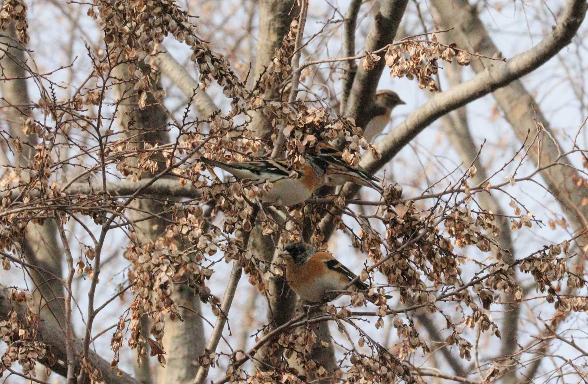 Brambling