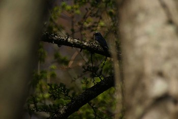 オオルリ 山梨県 撮影日未設定