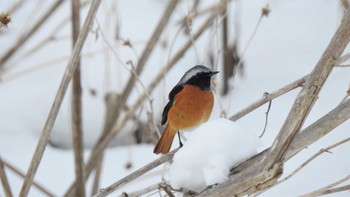 2023年2月1日(水) おいらせ町いちょう公園(青森県おいらせ町)の野鳥観察記録