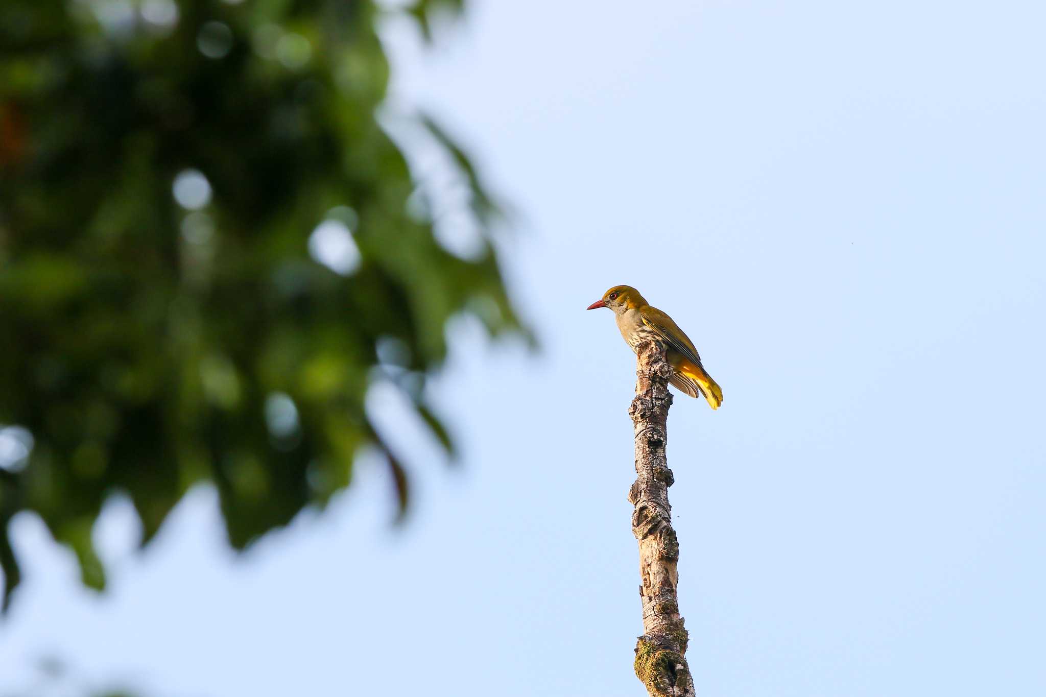 Philippine Oriole