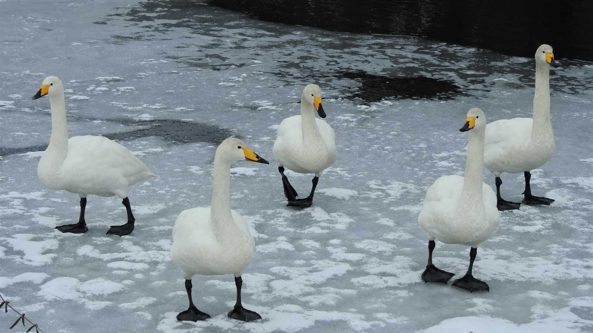 おいらせ町いちょう公園(青森県おいらせ町) オオハクチョウの写真 by 緑の風