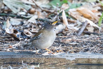 Pale Thrush 東林間 Sun, 1/29/2023