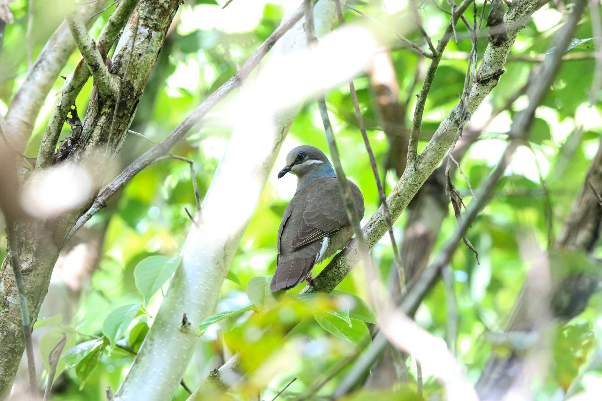 Photo of White-eared Brown Dove at PICOP(PHILIPPINE) by Trio