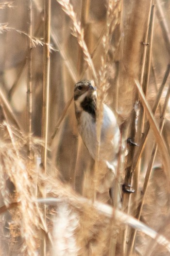 Common Reed Bunting 山口県下松市末武川 Wed, 2/1/2023