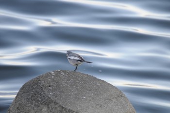 White Wagtail 多摩川 Unknown Date