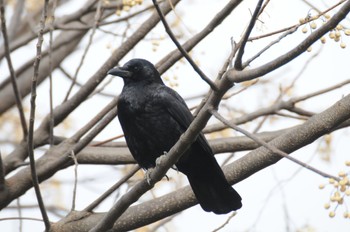 Large-billed Crow 多摩川 Unknown Date