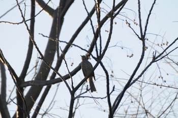 Brown-eared Bulbul 多摩川 Unknown Date