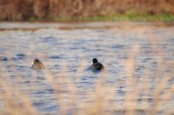 Eurasian Coot 多摩川 Unknown Date