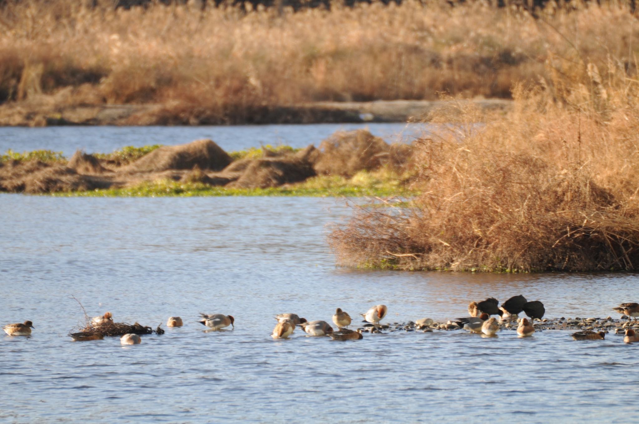 Photo of Eurasian Wigeon at 多摩川 by すずらん