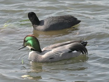 2023年2月2日(木) 江津湖の野鳥観察記録