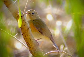 2023年2月1日(水) 浅羽ビオトープの野鳥観察記録