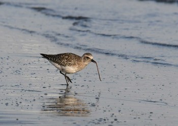 Grey Plover Sambanze Tideland Sun, 4/8/2018