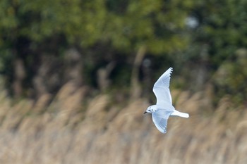 2023年1月28日(土) ふなばし三番瀬海浜公園の野鳥観察記録