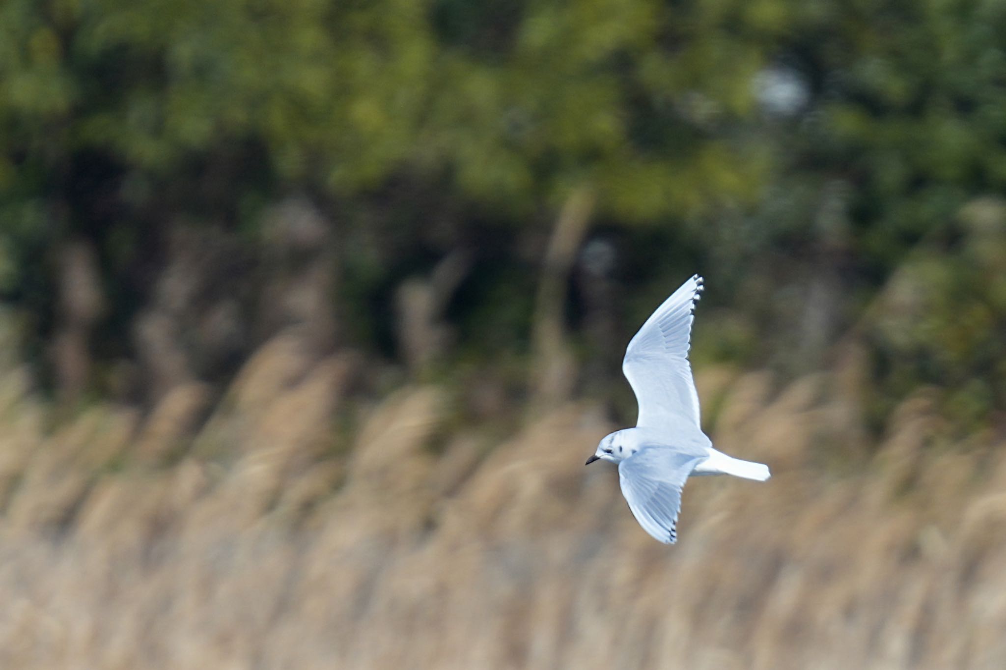 Saunders's Gull