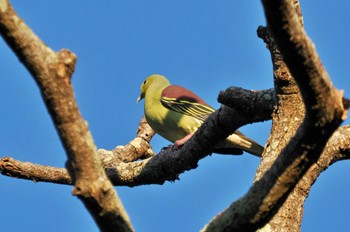 Sri Lanka Green Pigeon