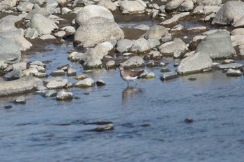 クサシギ 酒匂川 2023年1月20日(金)