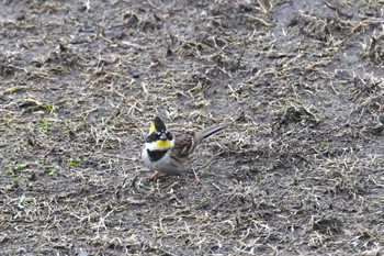 2023年2月2日(木) 珠洲市の野鳥観察記録