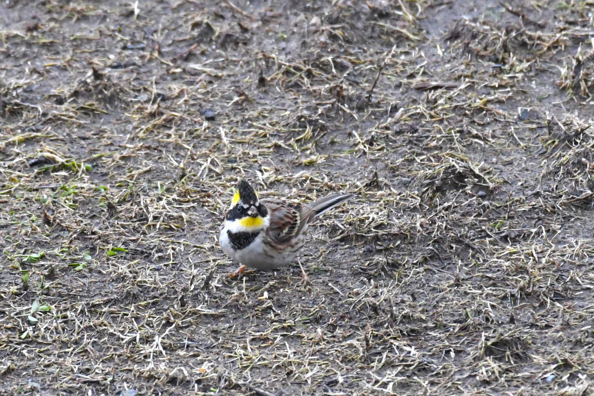 Photo of Yellow-throated Bunting at 珠洲市 by Semal