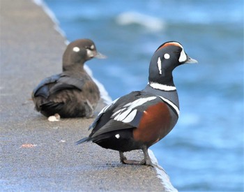 Harlequin Duck 花咲港(根室) Fri, 1/6/2023