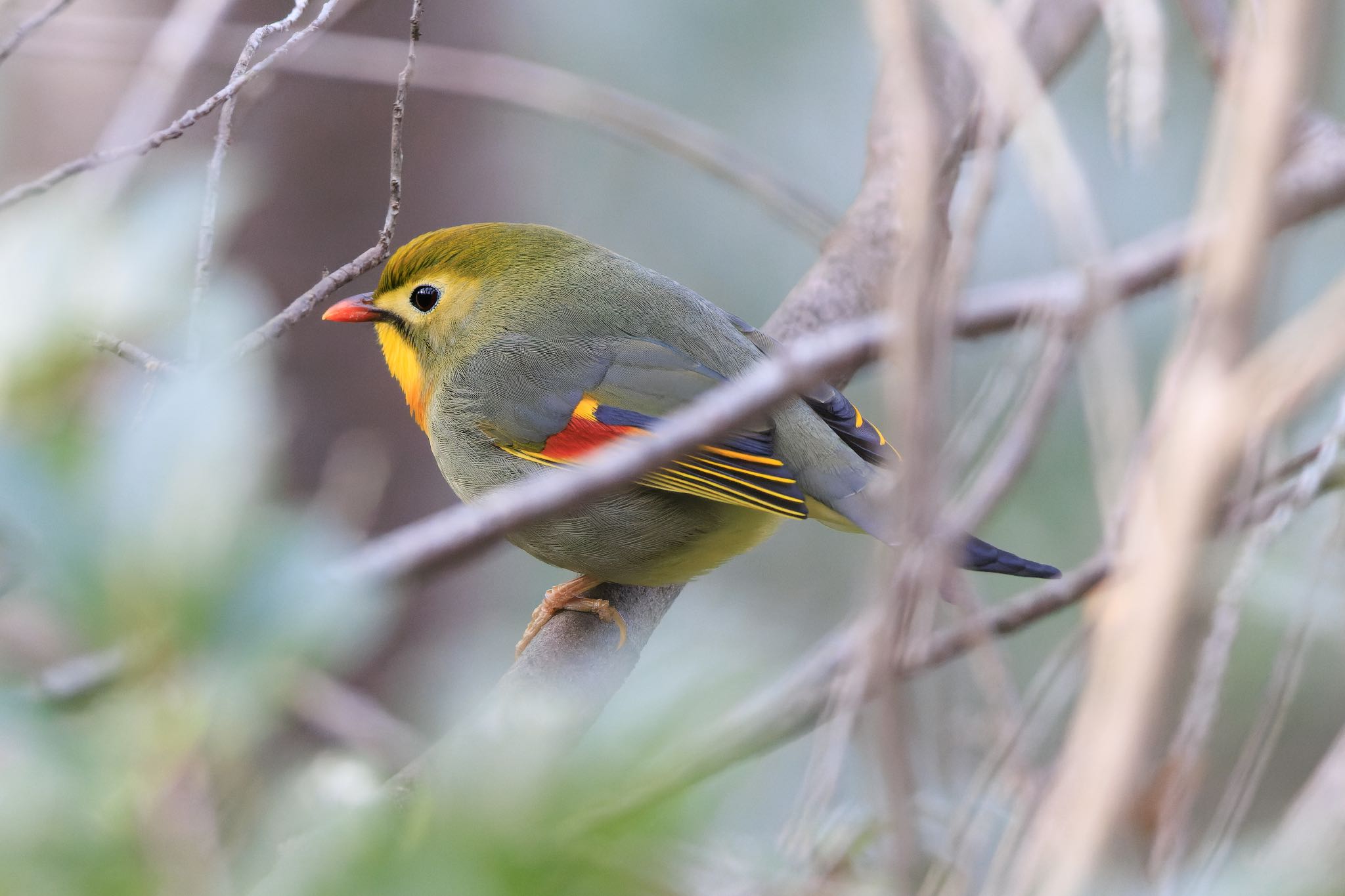 Red-billed Leiothrix