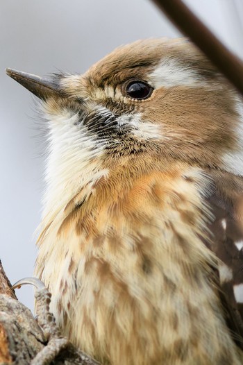 Japanese Pygmy Woodpecker 日本ラインうぬまの森 Thu, 2/2/2023