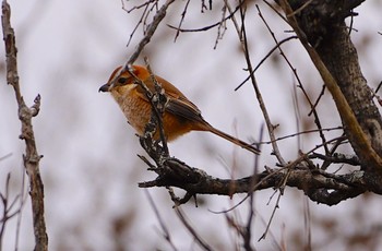 Bull-headed Shrike 恩智川治水緑地 Thu, 2/2/2023