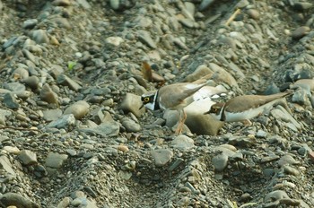 コチドリ 野川 撮影日未設定