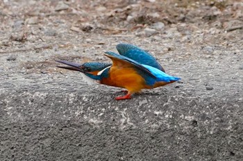 Common Kingfisher 恩智川治水緑地 Thu, 2/2/2023