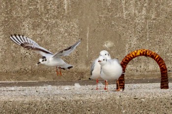 Little Gull 銚子市 Thu, 2/2/2023