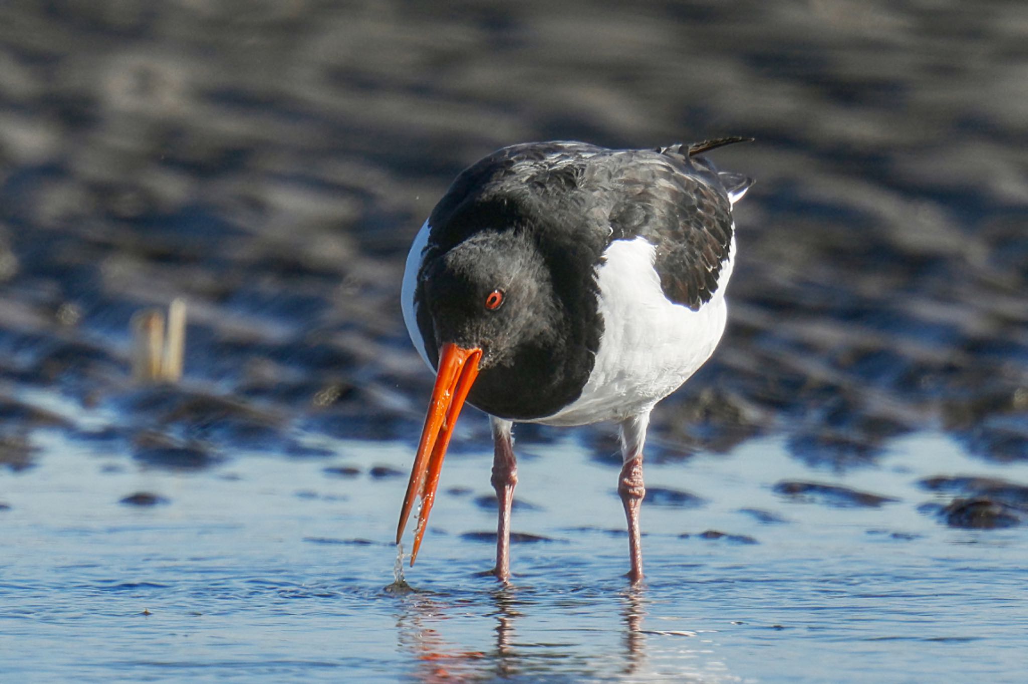 Eurasian Oystercatcher