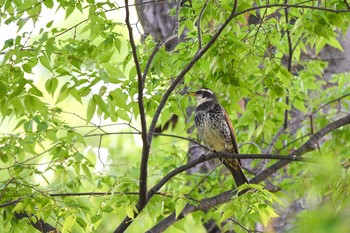 Thu, 4/12/2018 Birding report at Meiji Jingu(Meiji Shrine)