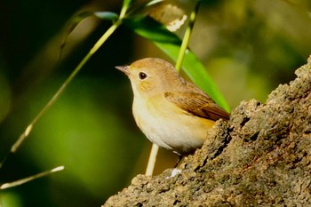 Red-breasted Flycatcher 祖父江ワイルドネイチャー緑地 Sat, 12/10/2022