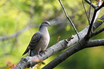 Oriental Turtle Dove Meiji Jingu(Meiji Shrine) Thu, 4/12/2018