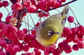 Warbling White-eye 祖父江ワイルドネイチャー緑地 Sun, 12/18/2022