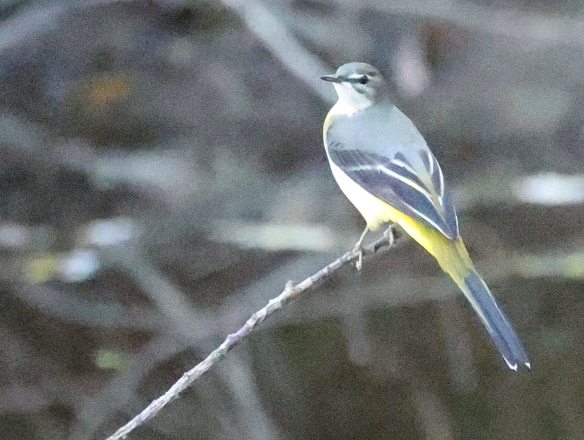 Photo of Grey Wagtail at 祖父江ワイルドネイチャー緑地 by トシさん