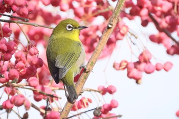 Warbling White-eye 祖父江ワイルドネイチャー緑地 Sun, 12/18/2022