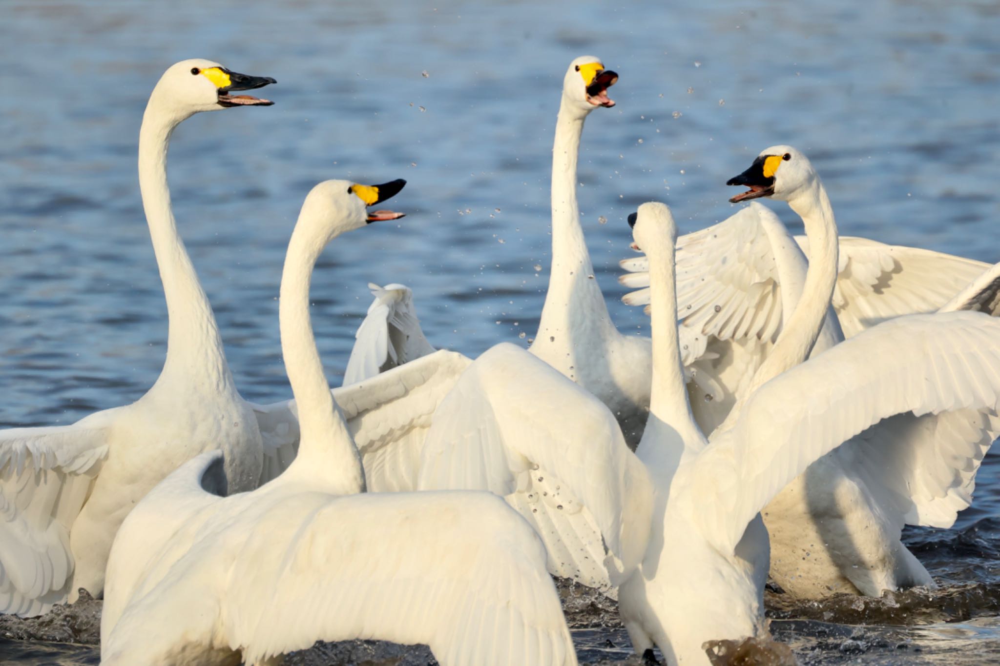 Photo of Tundra Swan at 木曽川 by トシさん