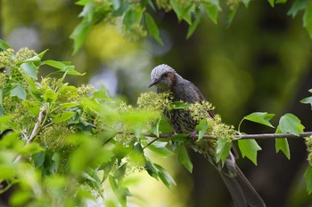 Brown-eared Bulbul Meiji Jingu(Meiji Shrine) Thu, 4/12/2018