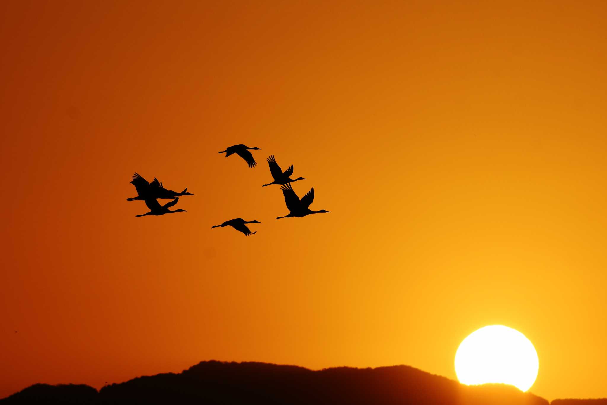 Photo of White-naped Crane at Izumi Crane Observation Center by あひる