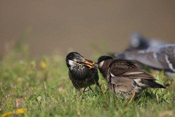 White-cheeked Starling 東京都大田区 Tue, 4/10/2018