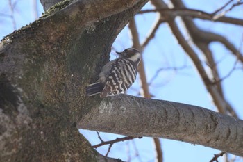 2023年1月19日(木) 祖父江ワイルドネイチャー緑地の野鳥観察記録