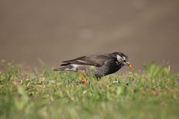 White-cheeked Starling 東京都大田区 Tue, 4/10/2018