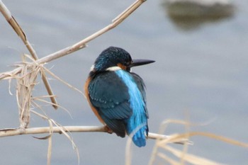 2023年2月2日(木) 鴨川の野鳥観察記録