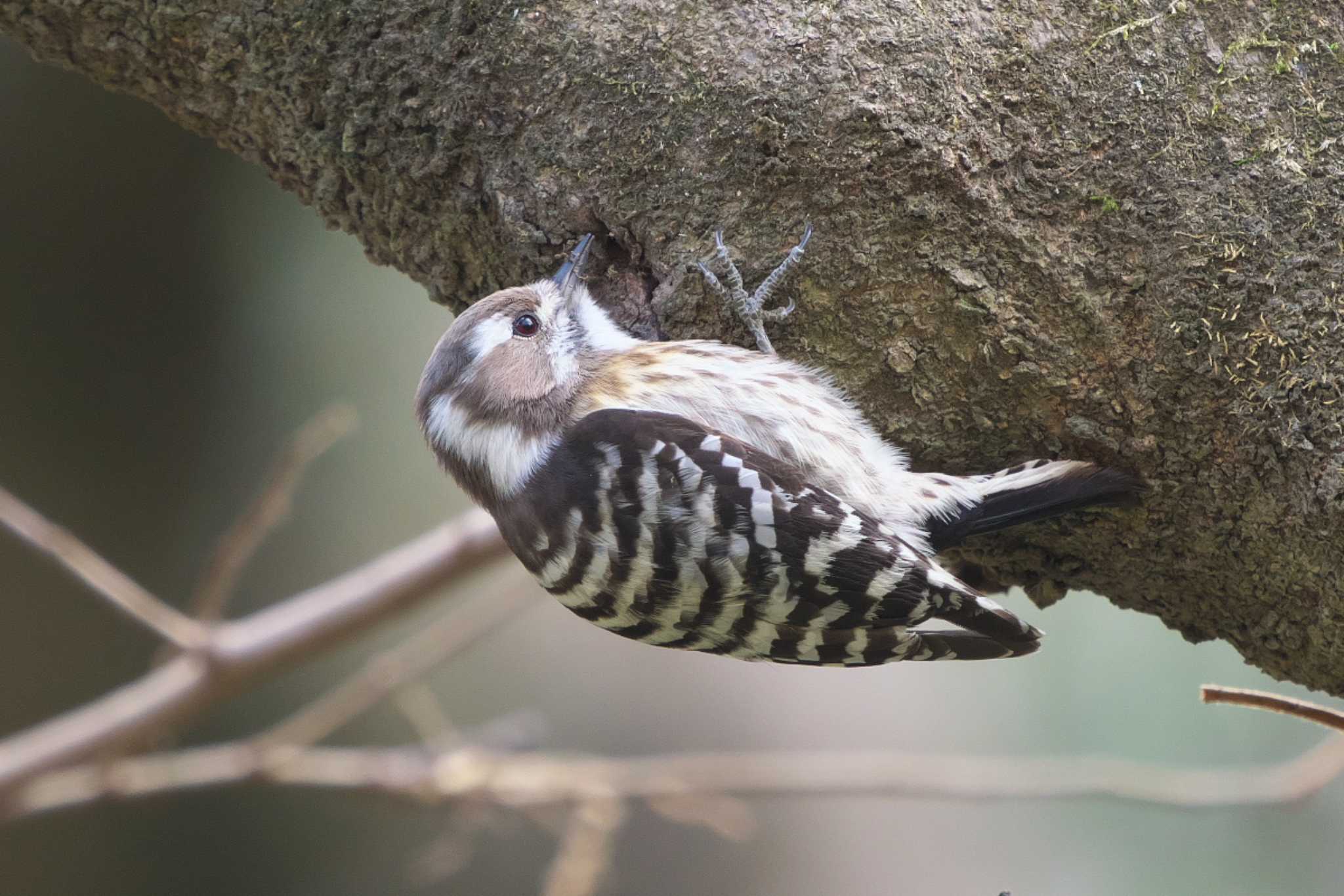 Japanese Pygmy Woodpecker