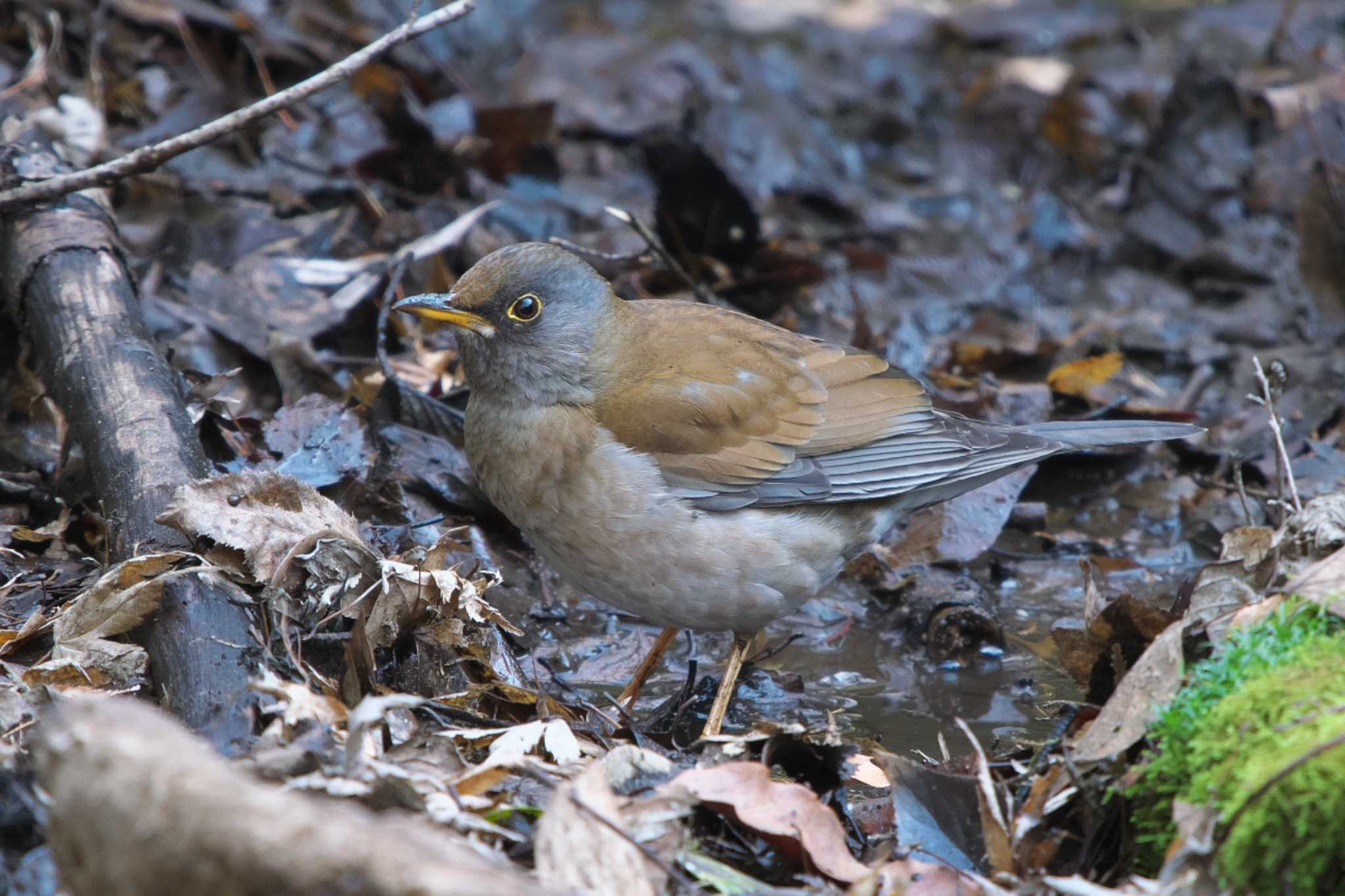 Pale Thrush