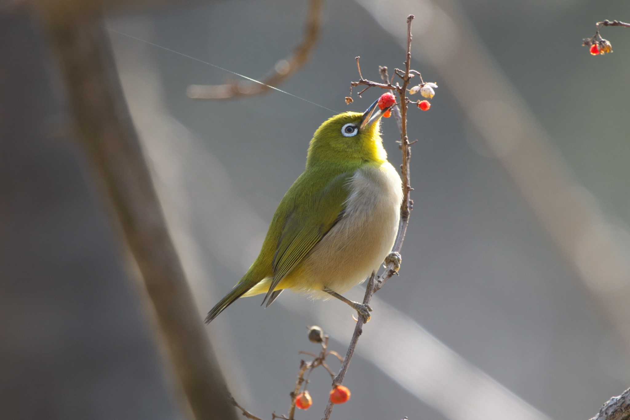 Warbling White-eye