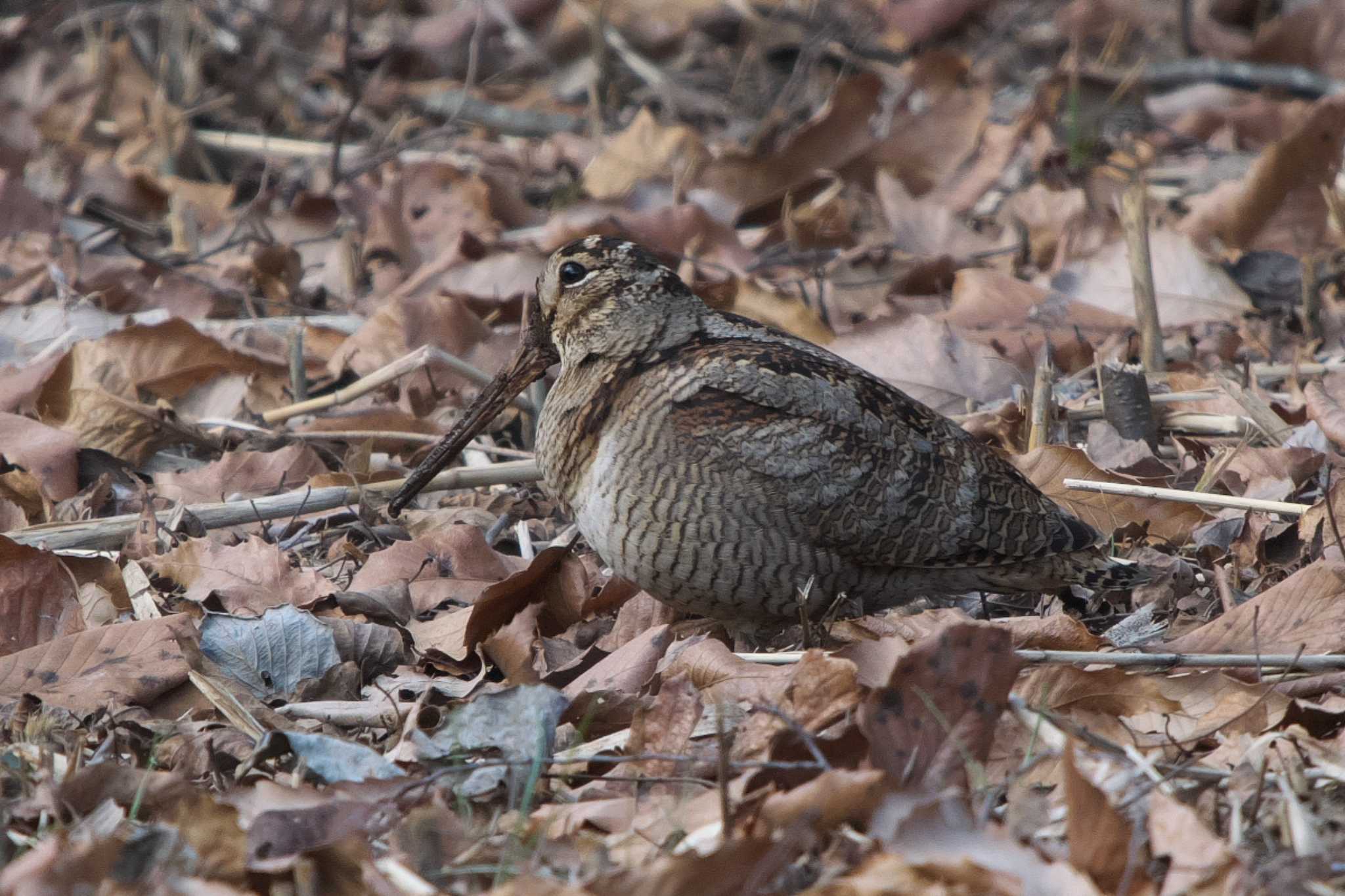 舞岡公園 ヤマシギの写真 by Y. Watanabe