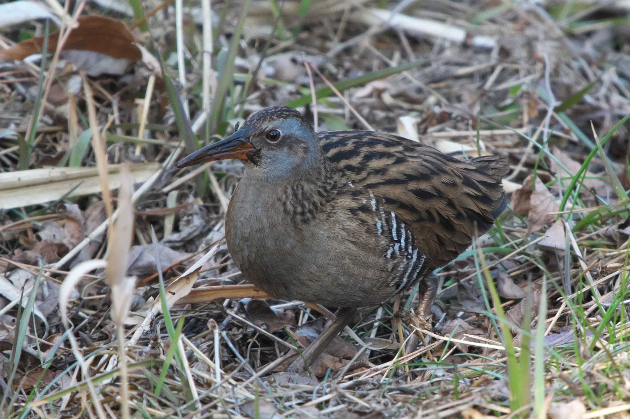 Brown-cheeked Rail