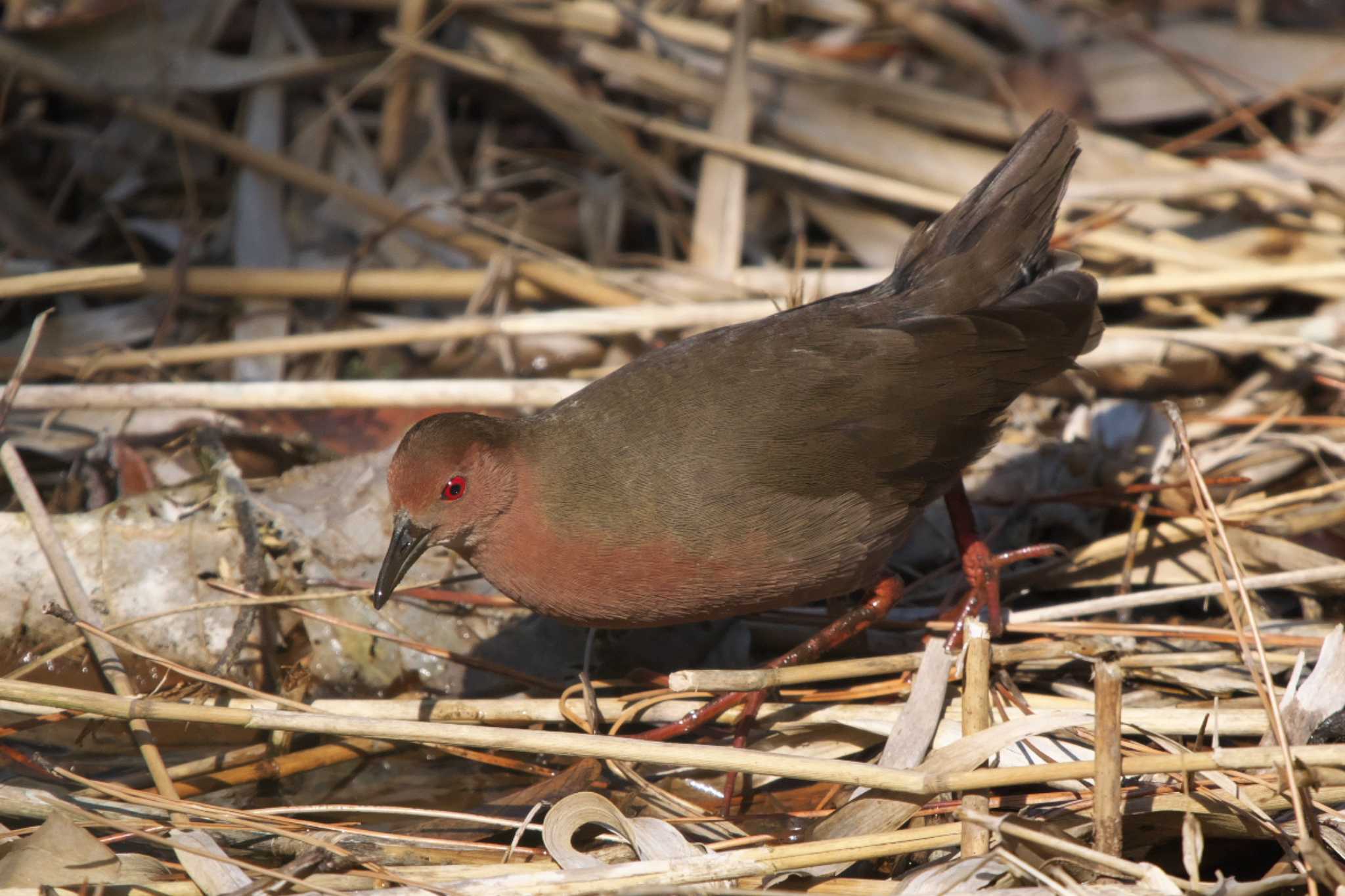 Ruddy-breasted Crake